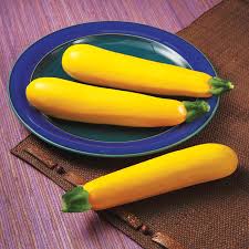 Squash Zucchini Golden Glory