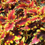 Coleus Stained Glass Golden Gate