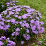 Stokesia laevis Totally Stoked Riptide