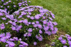 Stokesia laevis Totally Stkd Riptide