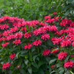 Monarda Sugar Buzz Cherry Pops