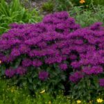 Monarda Sugar Buzz Grape Gumball