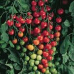 Tomato Small Fruit SuperSweet 100 (Single)
