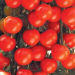Tomato Small Fruit Sweet Baby Girl (4 Pack)