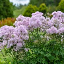Thalictrum aquilegifolium Cotton Candy