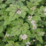 Tiarella cordifolia Elizabeth Oliver
