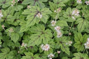 Tiarella Elizabeth Oliver