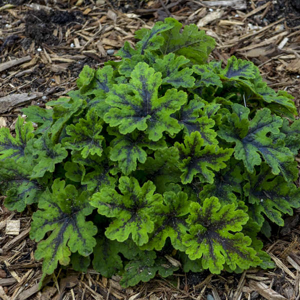 Tiarella Finger Paint