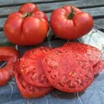 Tomato Beefsteak (Single)