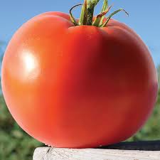 Tomato Big Beef Plus