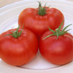 Tomato Champion III (Single)