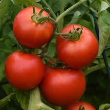 Tomato Early Girl Plus