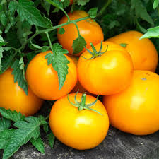 Tomato Golden Jubilee