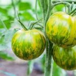 Tomato Green Zebra (4 Pack)