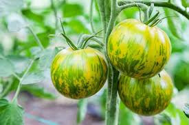 Tomato Green Zebra