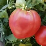 Tomato Oxheart (4 Pack)