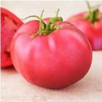 Tomato Pink Girl (4 Pack)