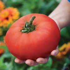 Tomato Poterhouse
