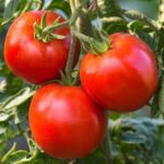 Tomato Rutgers (4 Pack)