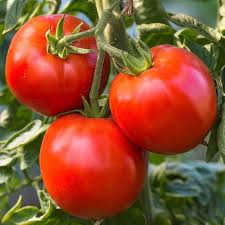 Tomato Rutgers