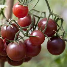 Tomato Small Fruit Chocolate Cherry