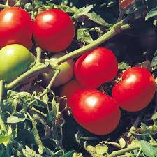 Tomato Supersonic
