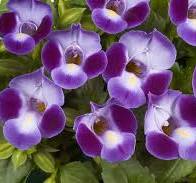 Torenia Moon Purple