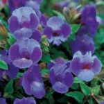 Torenia Summer Wave Large Blue