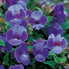 Torenia Summer Wave Large Blue