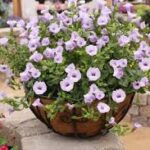 Torenia Summer Wave Silver