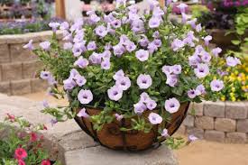 Torenia Summer Wave Silver