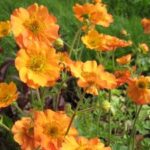 Geum Totally Tangerine