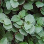 Tradescantia Bolivian Jew