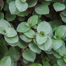 Tradescantia Bolivian Jew