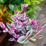 Tradescantia Nanouk