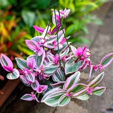 Tradescantia Nanouk