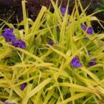 Tradescantia andersoniana Sweet Kate