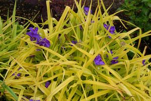Tradescantia Sweet Kate
