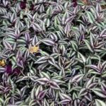 Tradescantia Zebra