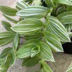 Tradescantia Zebra Green White