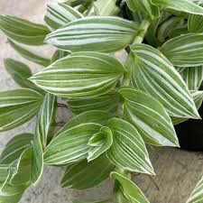 Tradescantia Zebra Green White