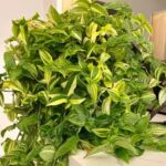 Tradescantia Zebra Green Yellow