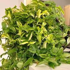 Tradescantia Zebra Green Yellow