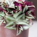 Tradescantia Zebra Purple