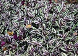 Tradescantia Zebra
