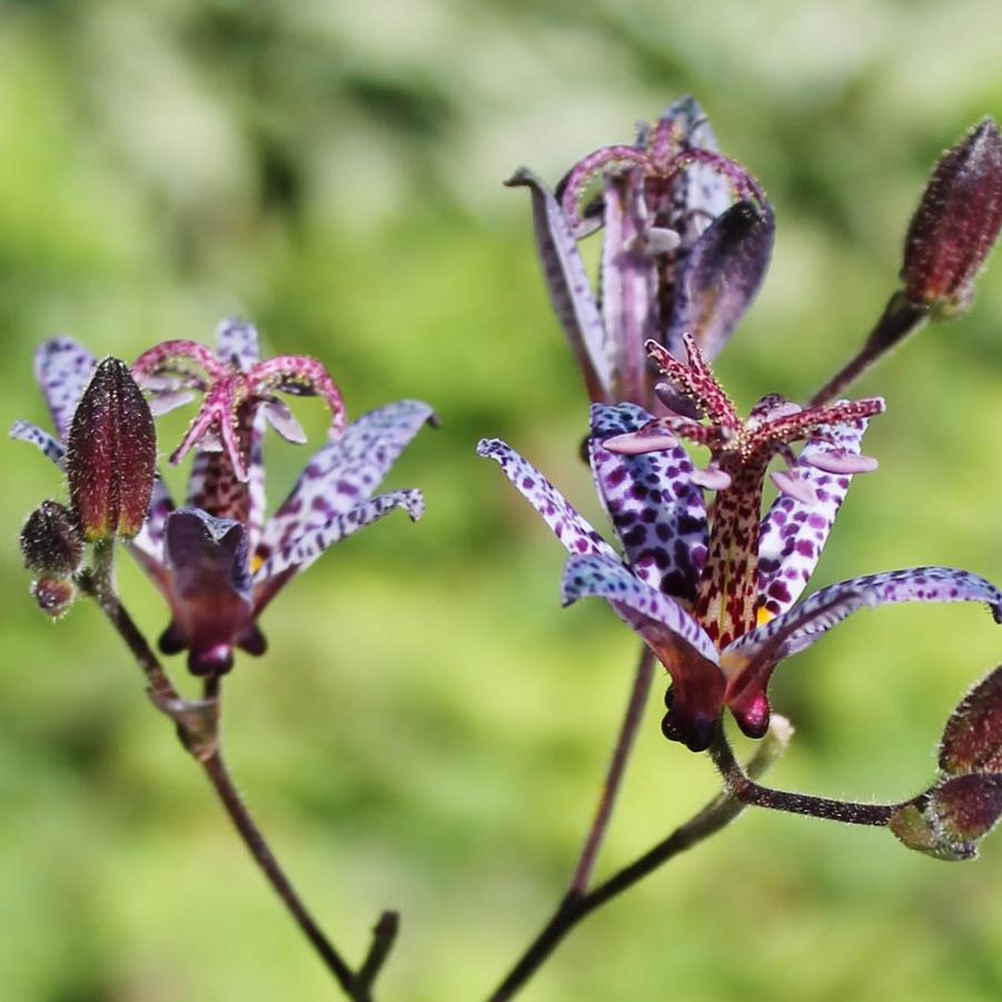 Tricyrtis formosana