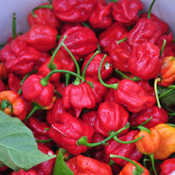 Trinidad Scorpion