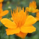 Trollius chinensis Golden Queen