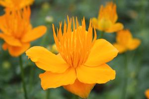 Trollius chinensis