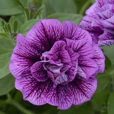 Veranda Compact Double Sugar Plum